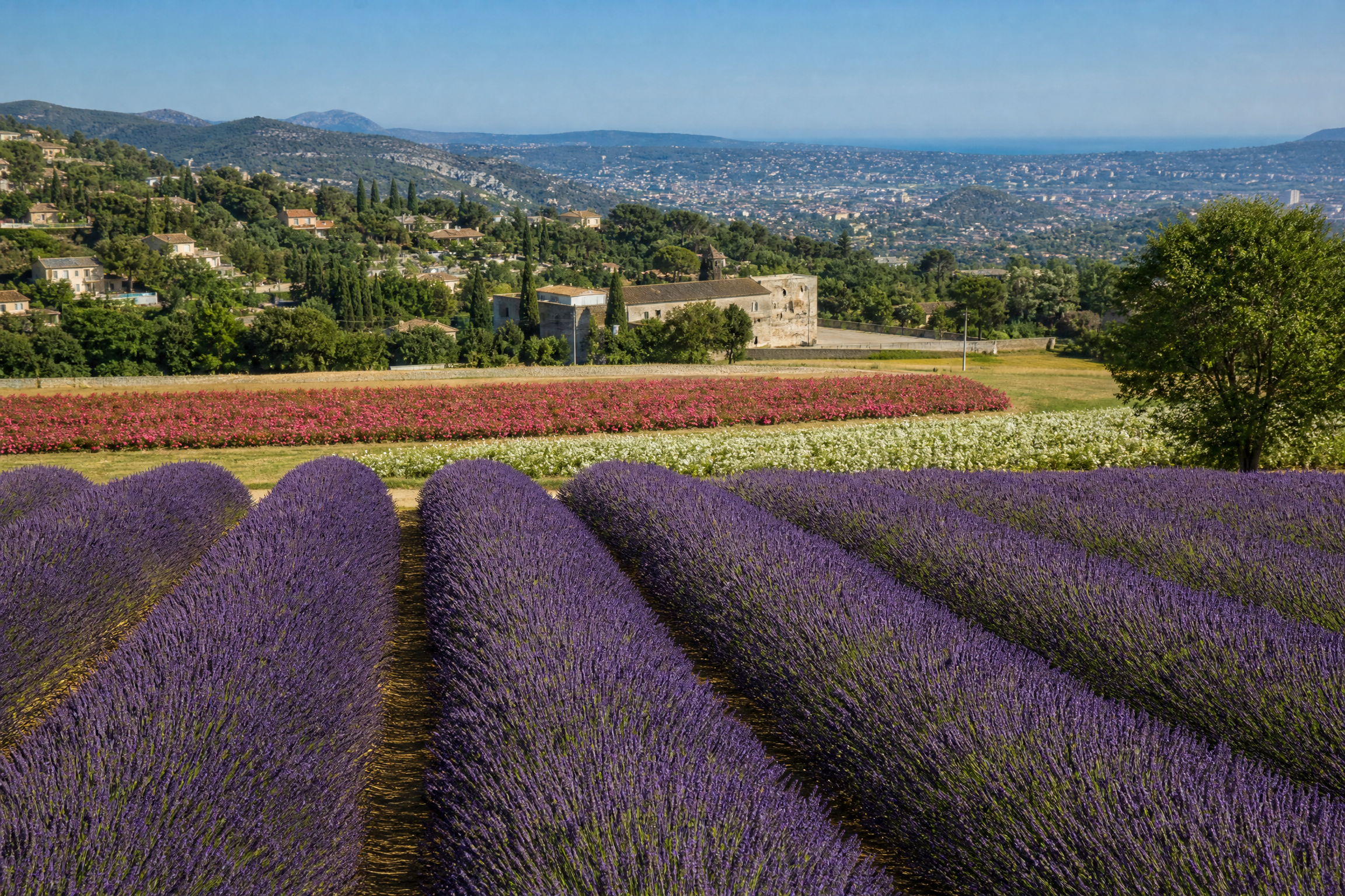 Champs de fleurs autour de Grasse pour une rencontre senior